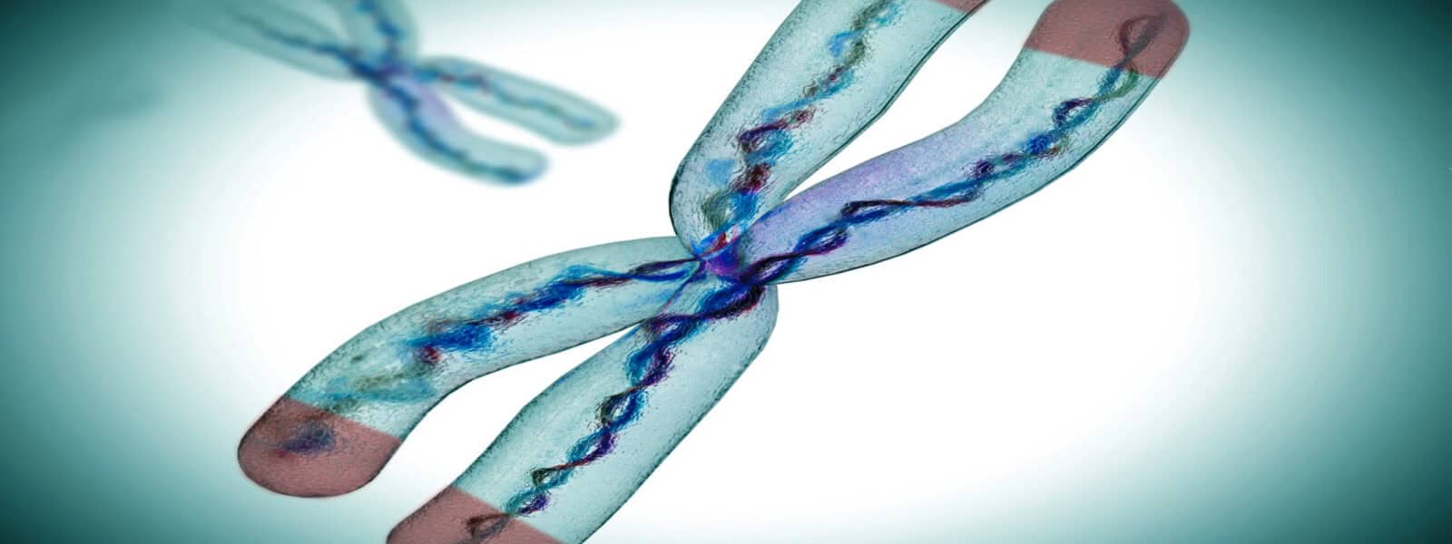 Image illustrating telemere - tiny pieces of DNA found on the end of each chromosome